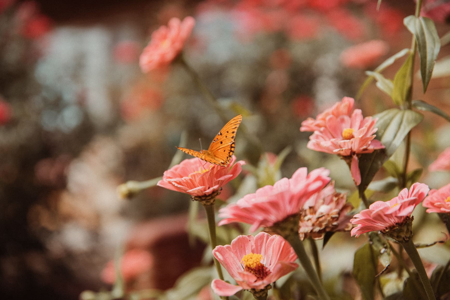Delicate butterfly resting on soft pink blooms, symbolizing beauty in stillness and the art of noticing quiet, intentional wedding details. 