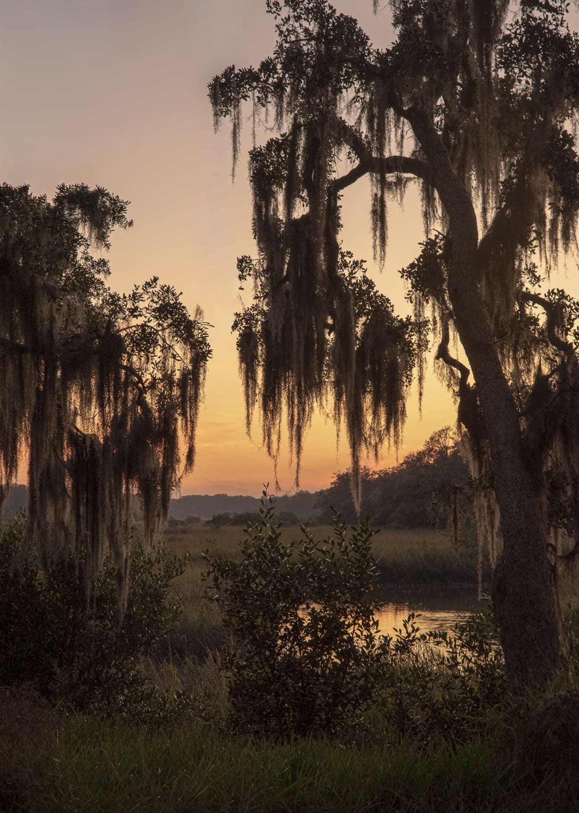 Spanish moss hanging from ancient oak trees in St. Augustine, Florida- a signature landscape for romantic destination weddings.