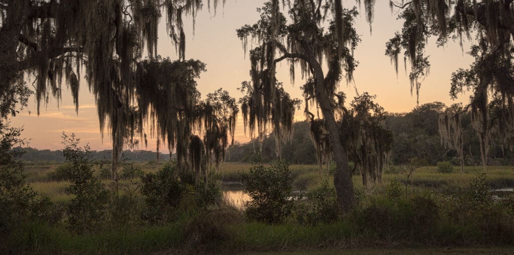 Golden sunset over marshland and Spanish moss trees near St. Augustine during fall wedding season. 