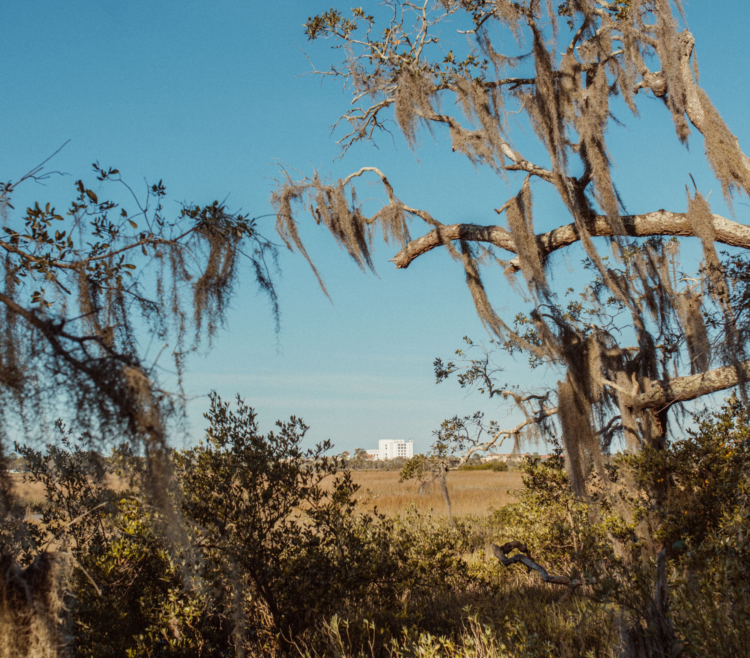 Spanish moss draping from oak trees in St. Augustine creating a romantic outdoor ceremony setting.