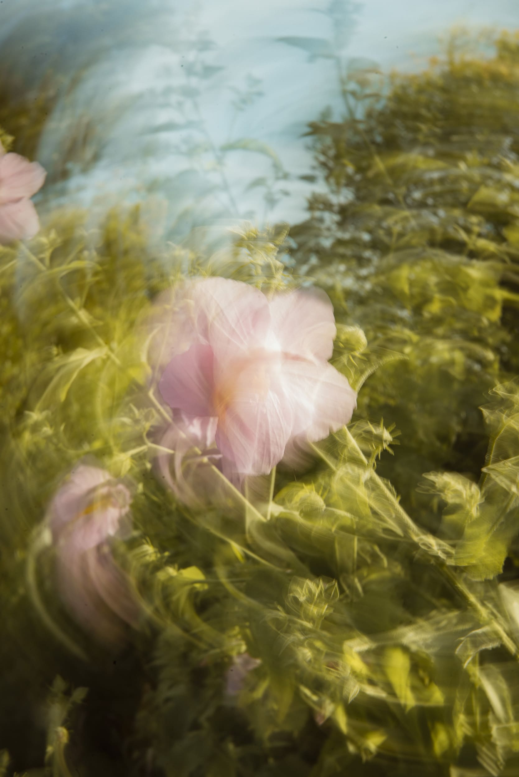 Artistic photo painting of pink flowers along the Intracoastal in St. Augustine, blending motion and softness to create a painterly photograph.