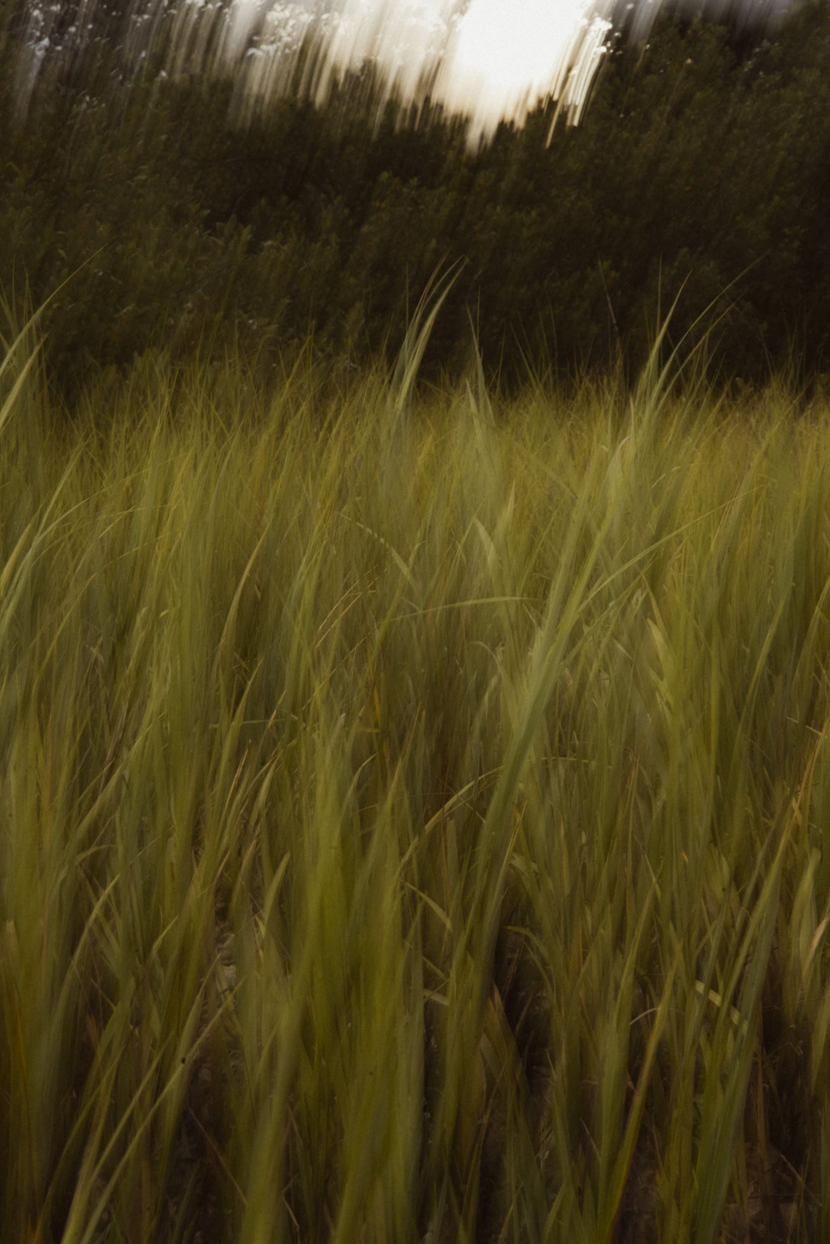 Fine art photo painting of marsh grass along the Intracoastal in St. Augustine, captured with motion blur to evoke emotion and movement.