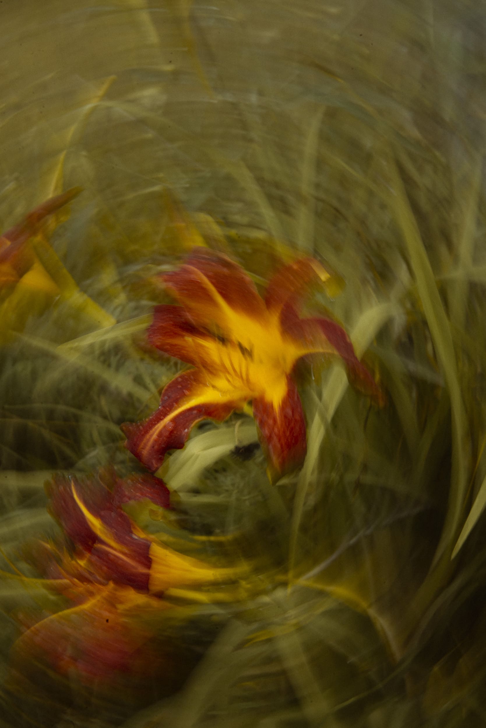 Abstract photo painting of a red and yellow flower created using slow shutter speed and circular camera movement for a painterly, expressive result.