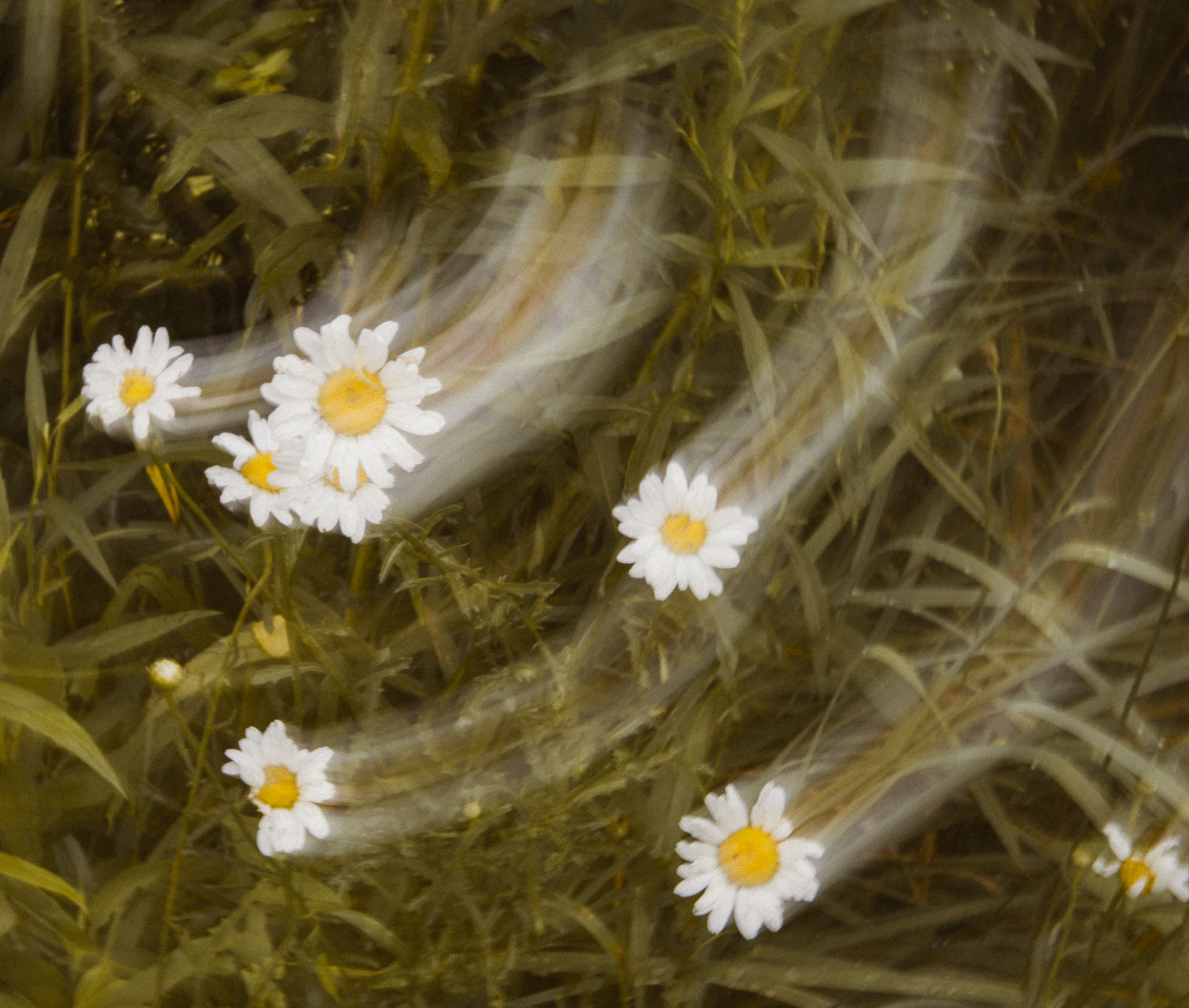 Artistic photo painting of white wildflowers captured with intentional camera movement, creating a soft, painterly effect inspired by fine art photography.