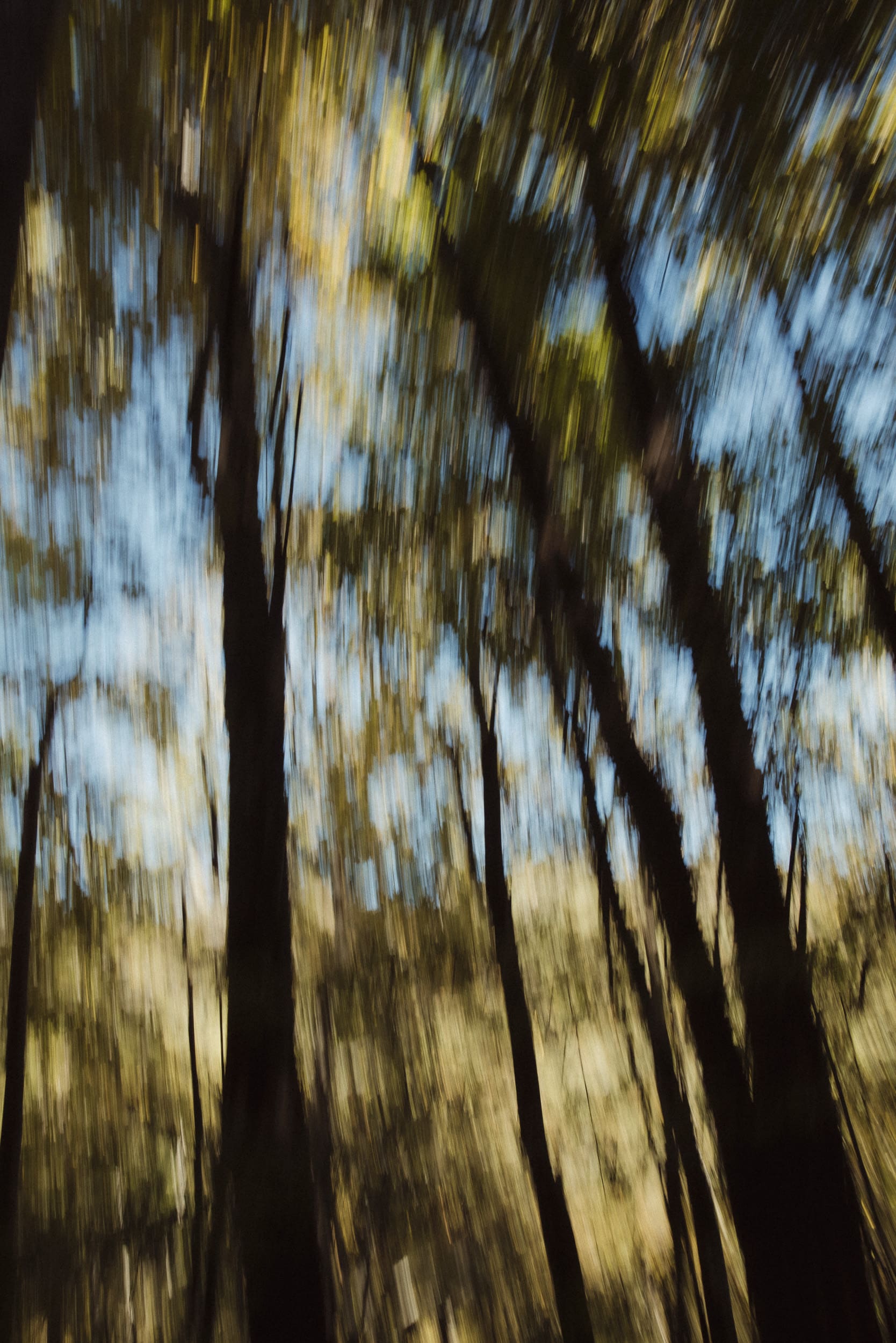 Abstract photo painting of trees created with intentional camera movement, transforming a natural landscape into expressive photographic art.