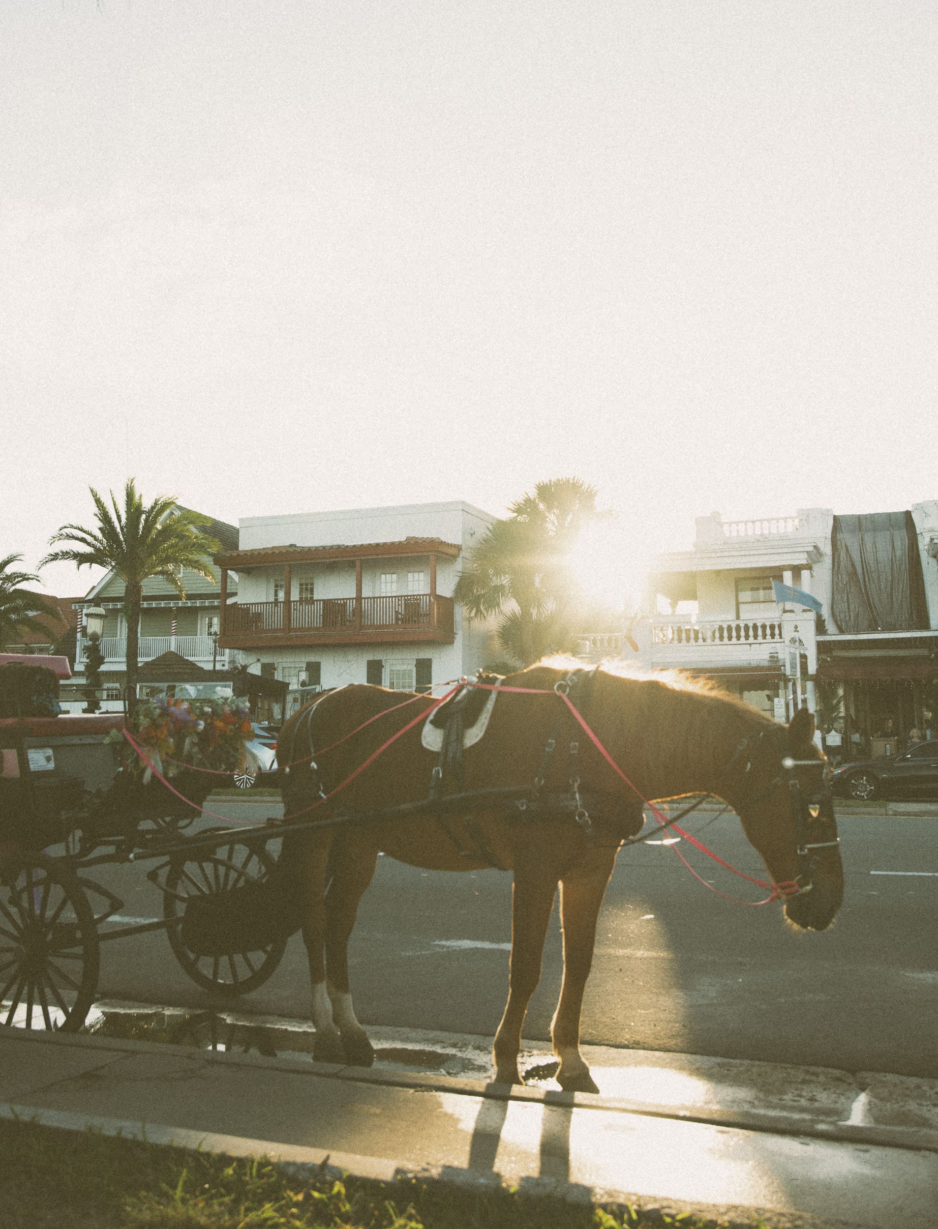 Horse and carriage in downtown St. Augustine photographed at sunset during a photo walk