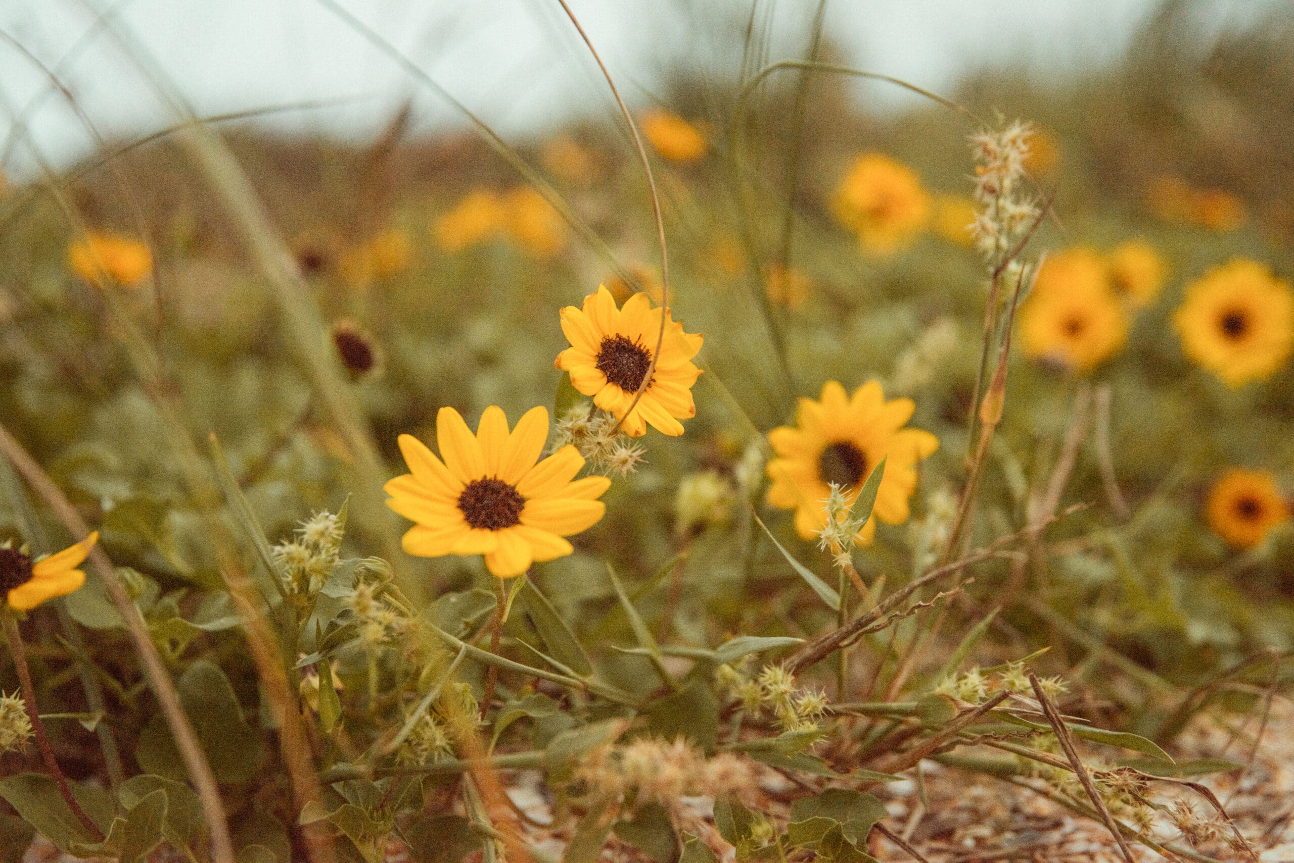 Yellow wildflowers in Washington Oaks Gardens State Park elopement setting. 