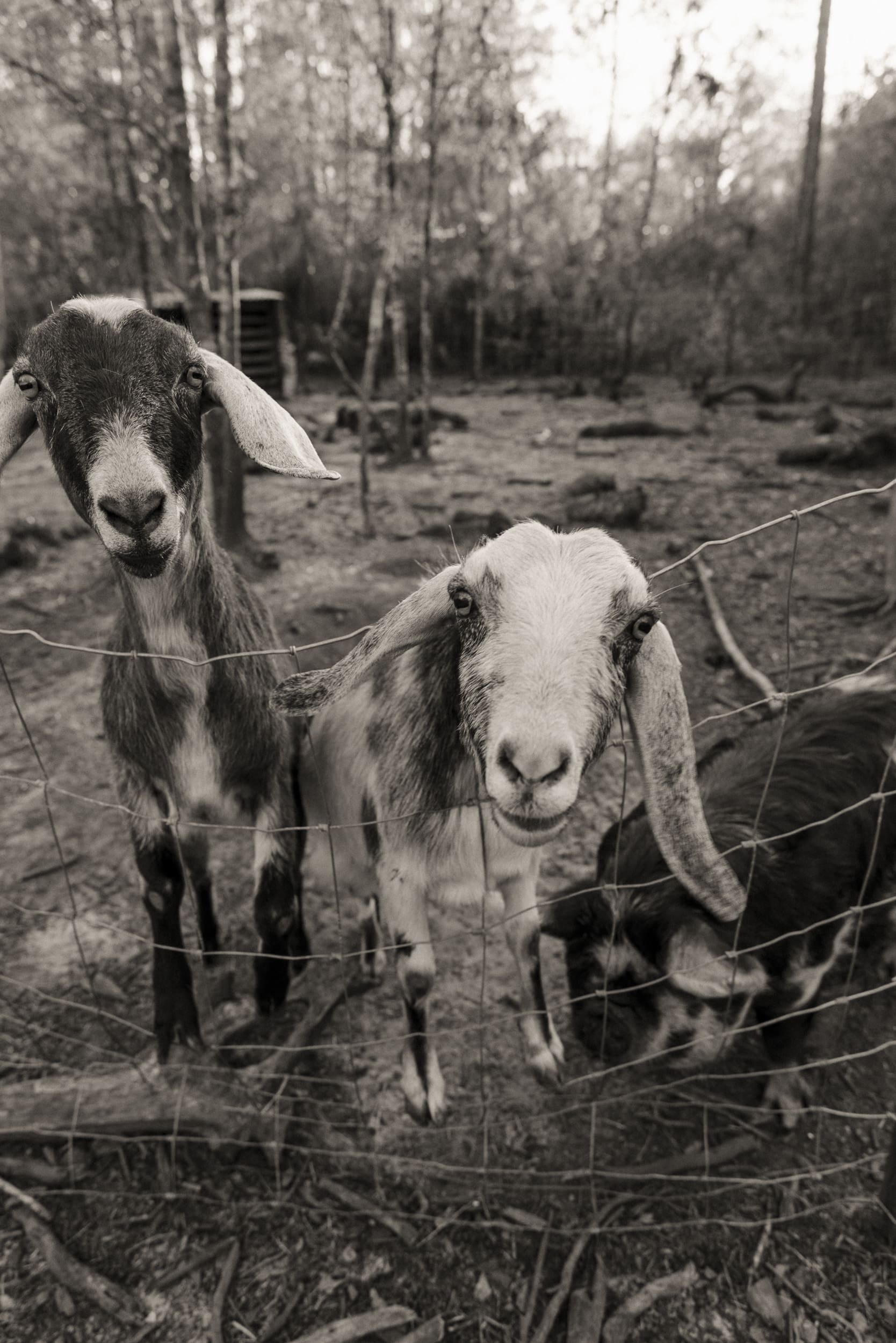 family session on a small backyard farm with goats in north Florida
