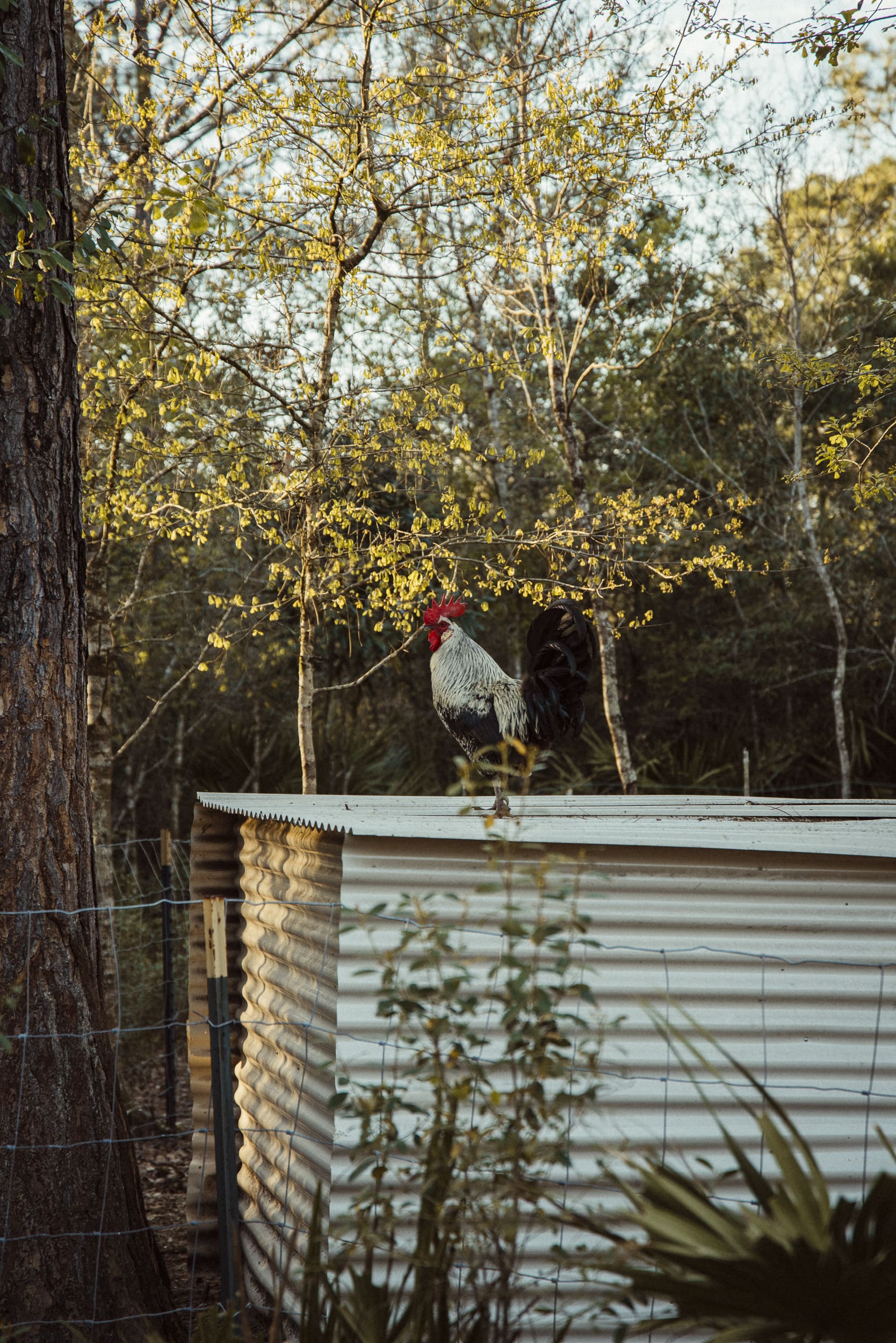 Rooster in backyard during natural family session at sunset