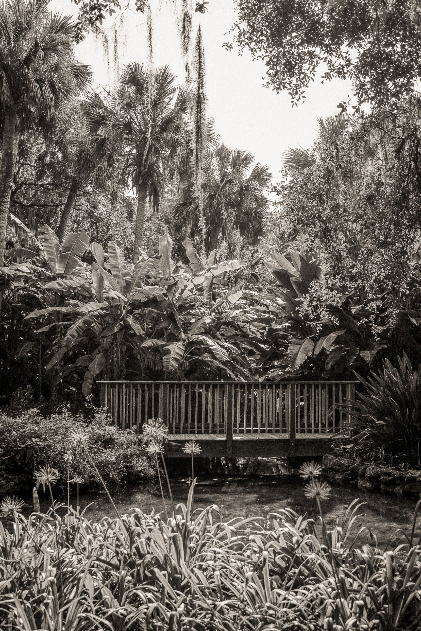 Wooden bridge surrounded by tropical greenery at Washington Oaks Gardens elopement. 