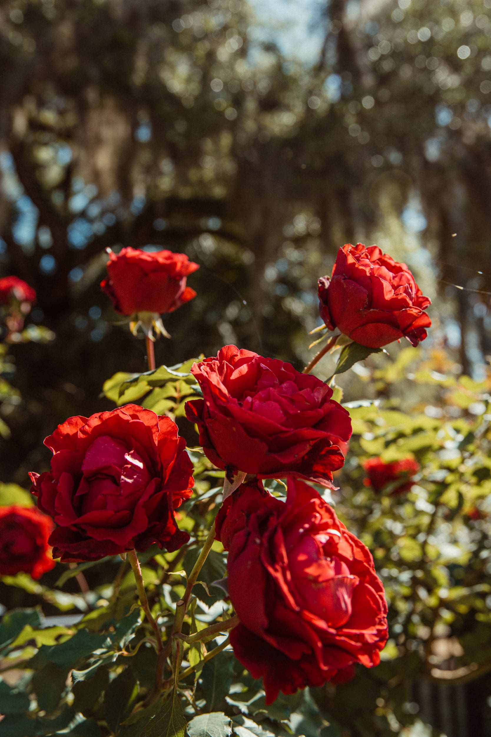 Close up of vibrant red roses in bloom at Washington Oaks Gardens State Park in St. Augustine, Florida.