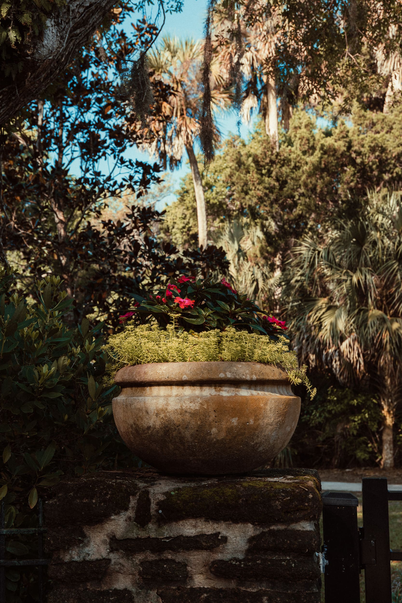 Flowers blooming in large pot at entrance columns to Washington Oaks Gardens, a beautiful elopement spot in St Augustine, Florida. 