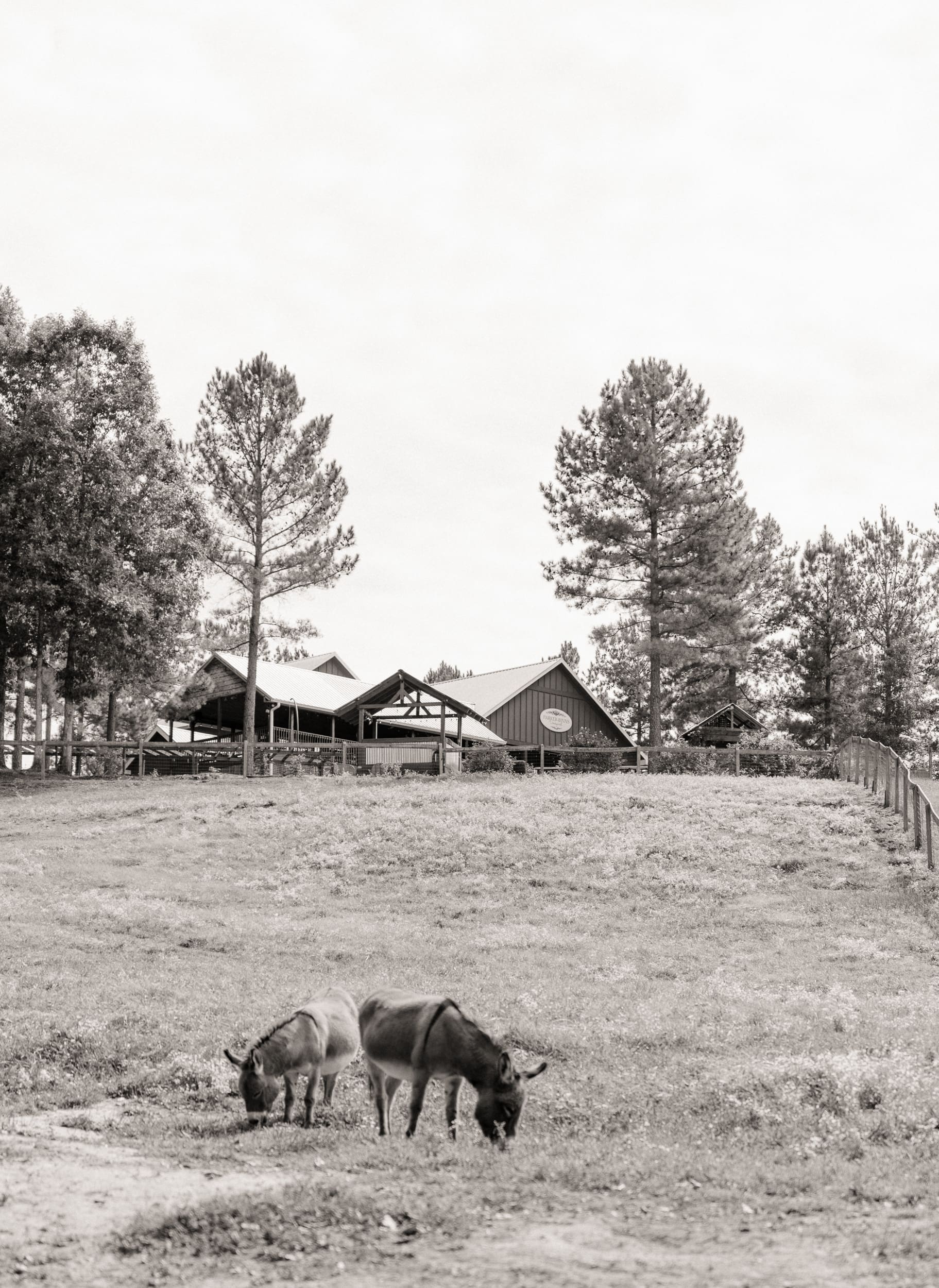 Donkeys grazing in the fields at Parker-Binns Vineyard North Carolina, captured by destination wedding photographer Brandi Denslow. 