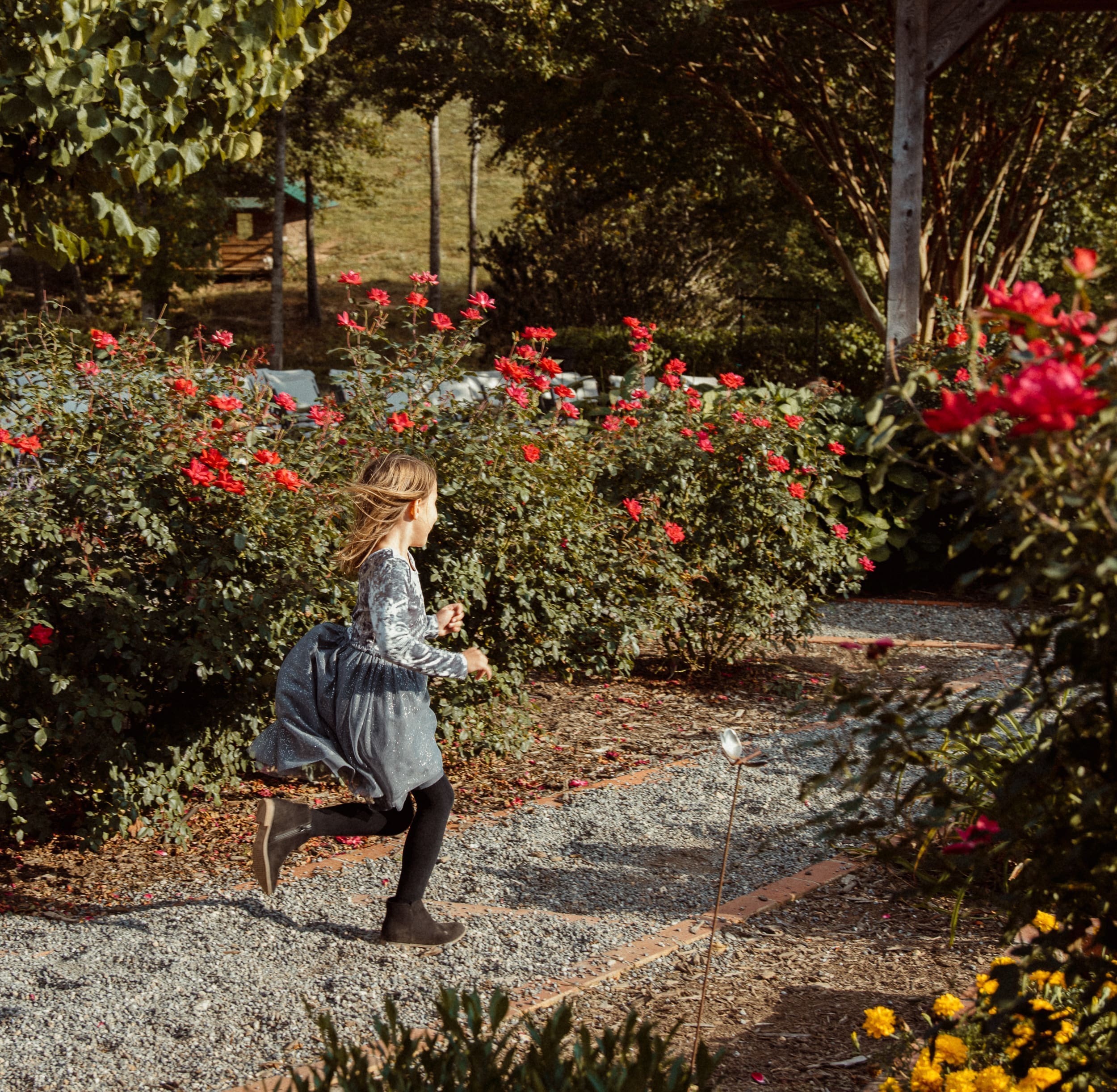 Young girl in dress running through rose garden at Parker-Binns Vineyard North Carolina wedding, candid destination wedding photography.
