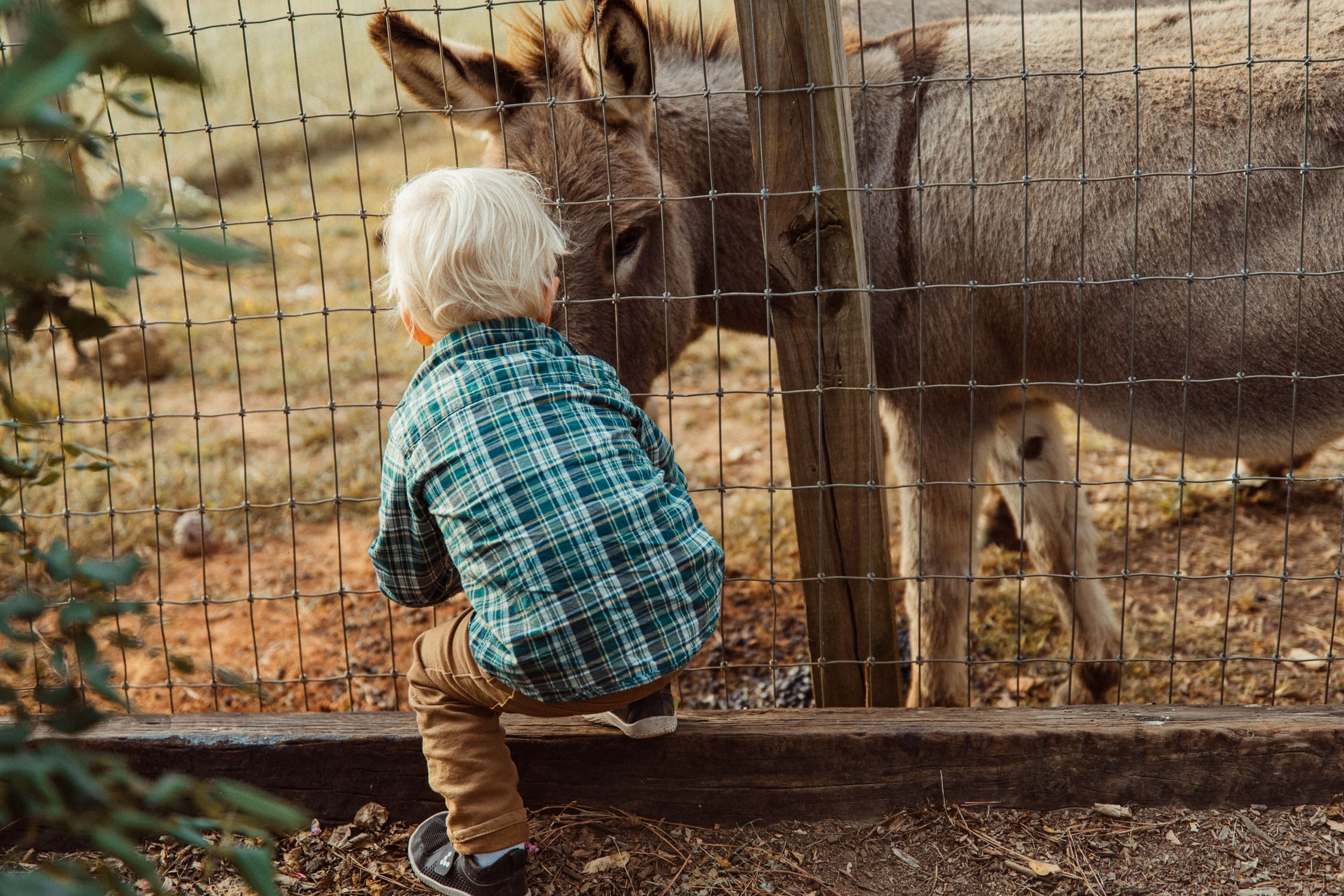 Toddler in plaid shirt looking at donkey through fence at a North Carolina vineyard wedding. 