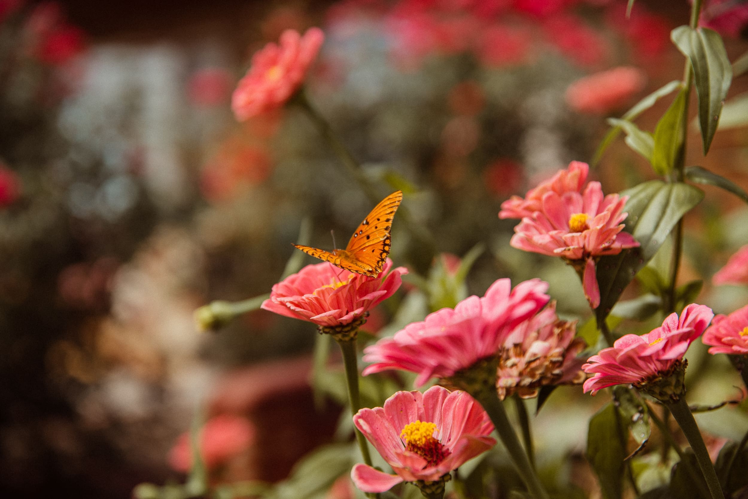 Orange butterfly on blooming pink zinnias in the garden at Parker-Binns Vineyard North Carolina wedding. 