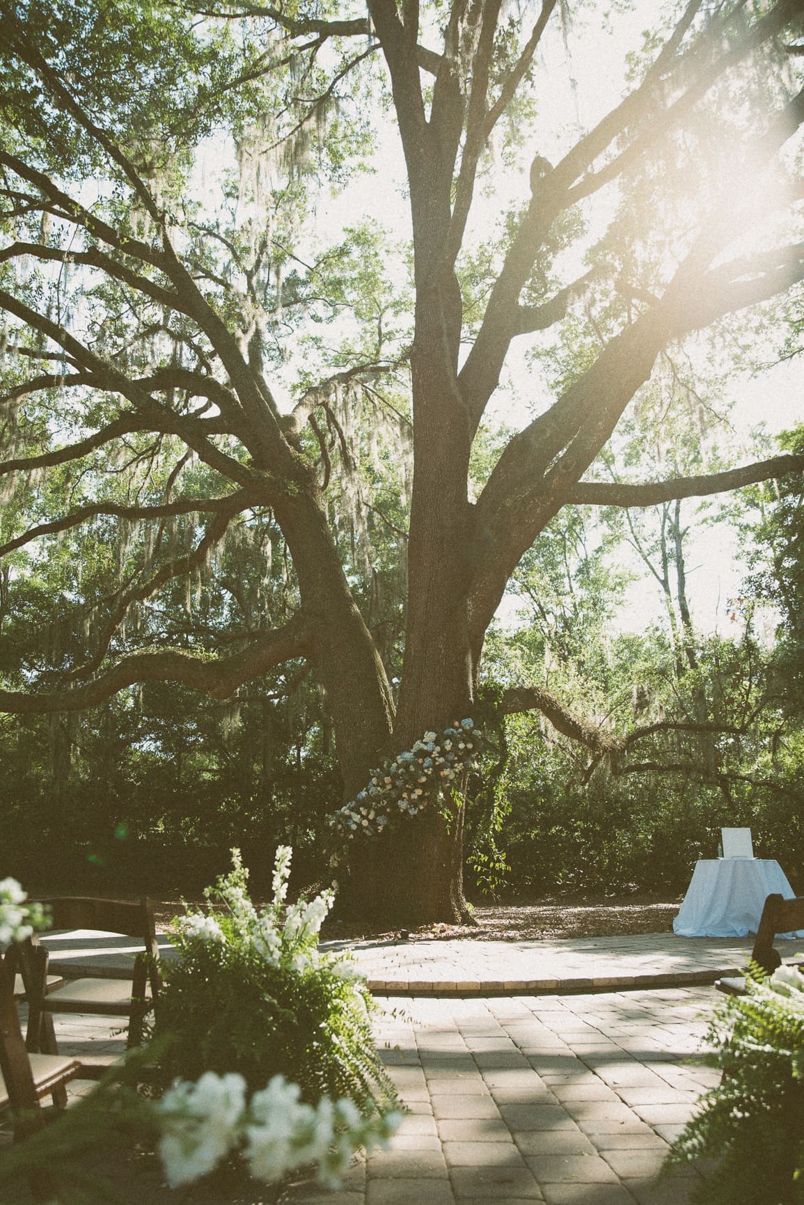 Empty ceremony space beneath the large live oak at Bowing Oaks before guests arrive. 