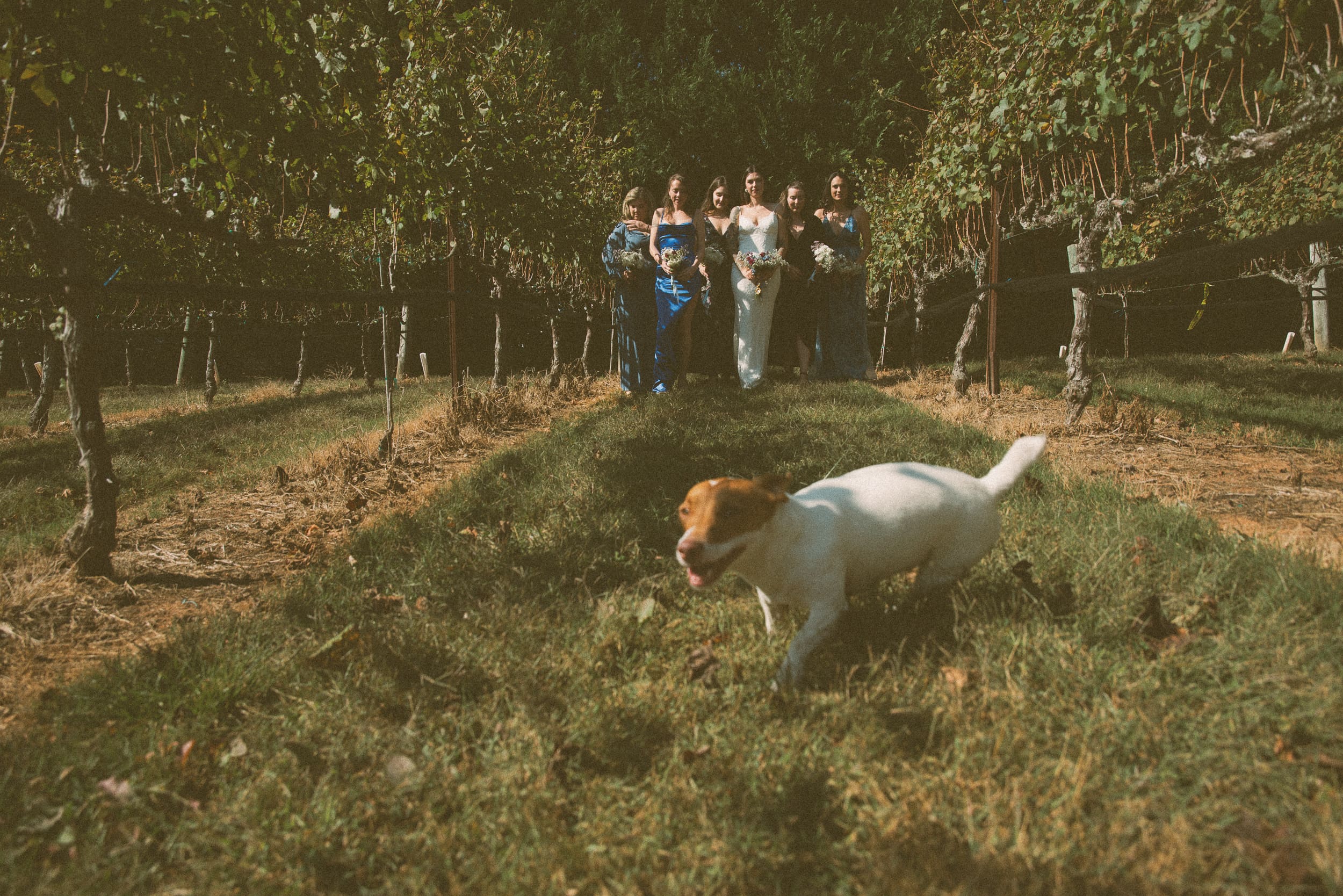 Bride and bridesmaids in blue standing in a garden as a dog runs through the foreground, captured on film.
