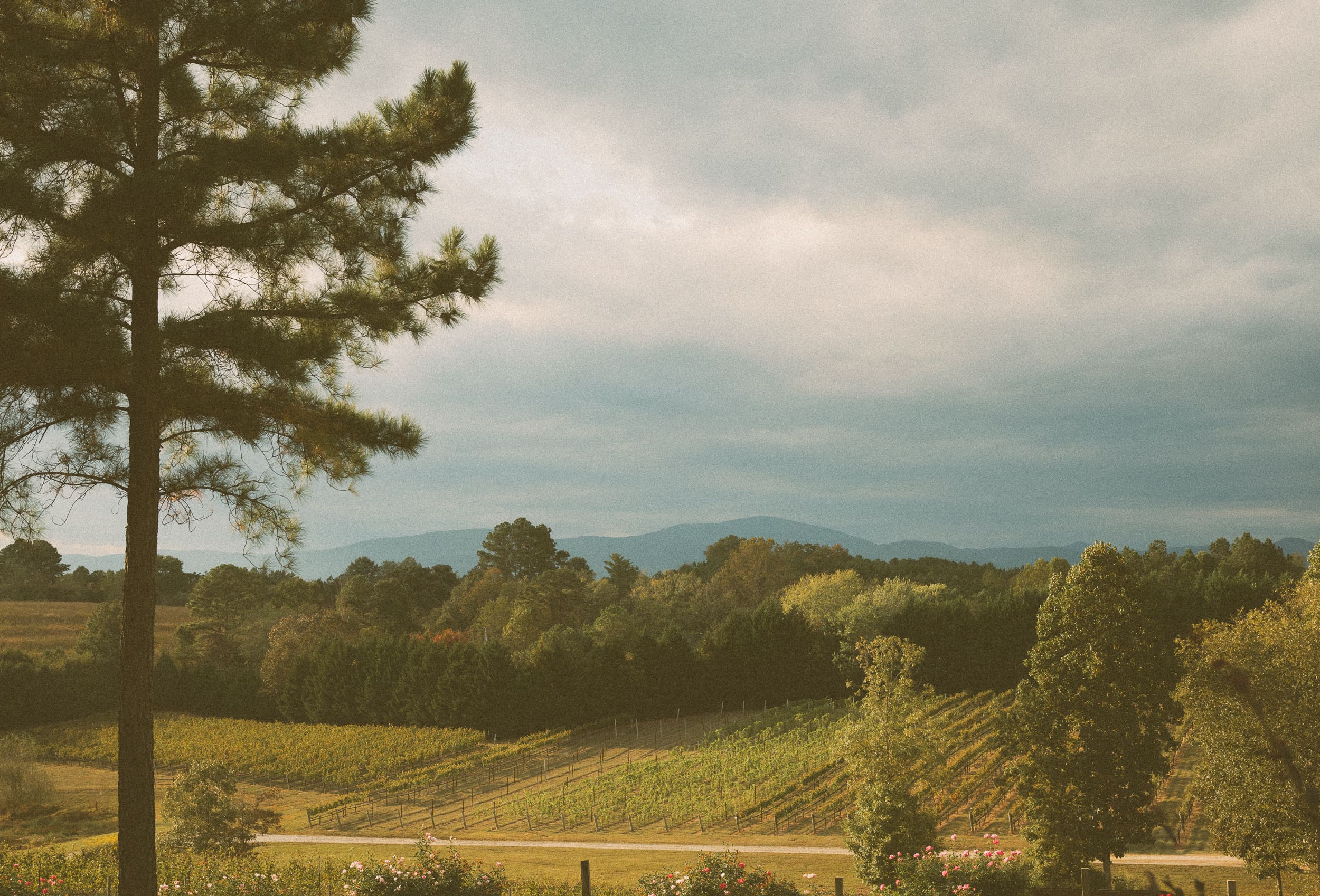 ineyard rows and wooded hills under a soft gray sky, photographed on 35mm color film.