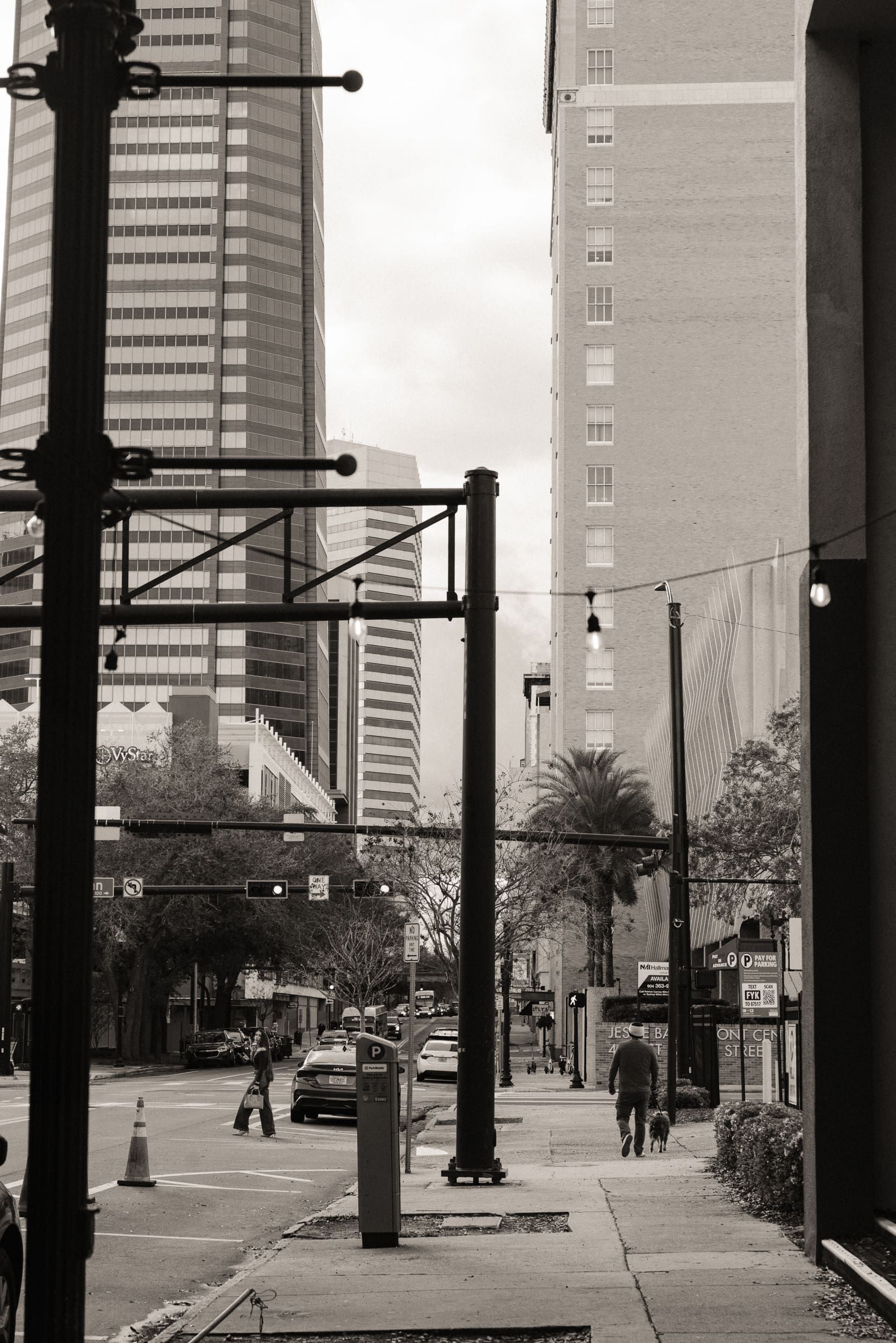 Black and white street view of downtown Jacksonville skyscrapers with a palm tree and a pedestrian walking a dog