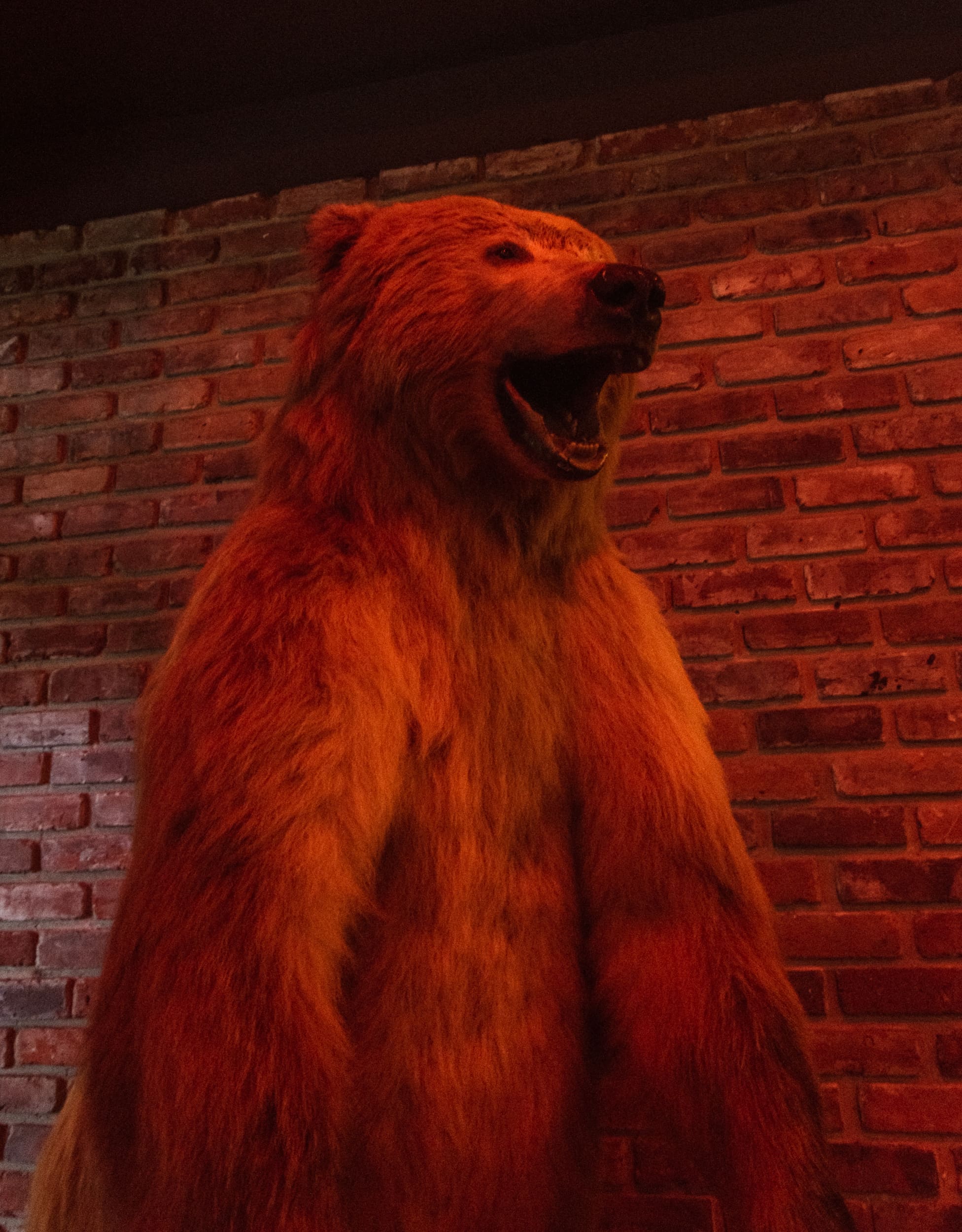 Standing bear against a brick wall bathed in red light inside Dos Gatos
